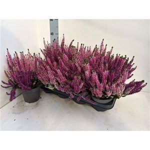Callu Bl Milca Gem