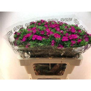 Di Barb Am Neon Cher