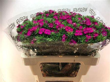 <h4>Di Barb Am Neon Cher</h4>