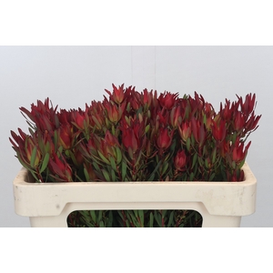 Leucadendron Blush Spray