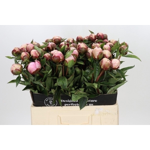 PAEONIA NICK SHAYLOR