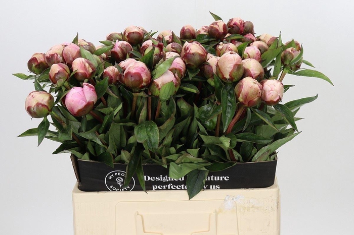 <h4>PAEONIA NICK SHAYLOR</h4>