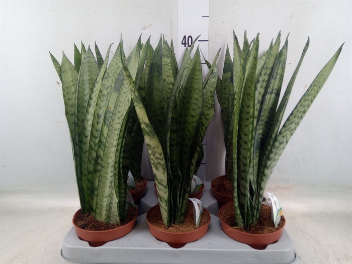 <h4>Sansevieria zeylanica</h4>