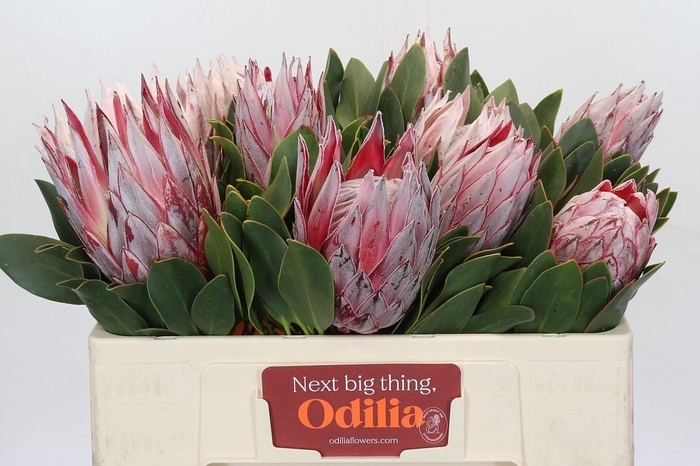 <h4>Protea Cynaroides</h4>