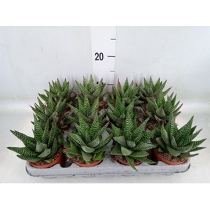 xGasterhaworthia  'Royal Highness'