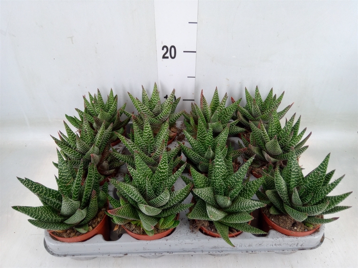 <h4>xGasterhaworthia  'Royal Highness'</h4>