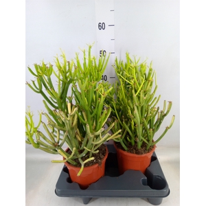 Euphorbia tirucalli