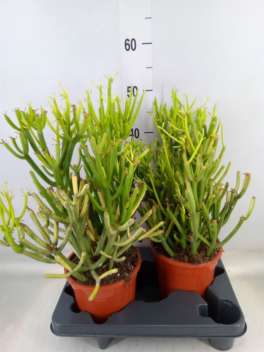 <h4>Euphorbia tirucalli</h4>