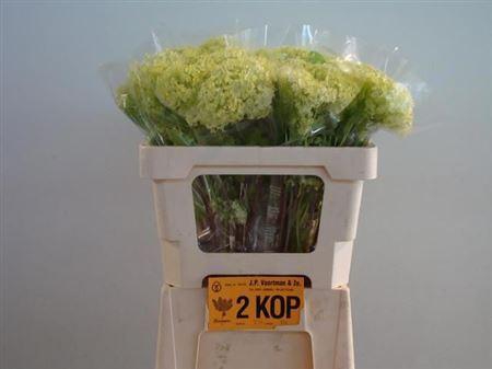 <h4>Viburnum Roseum St</h4>