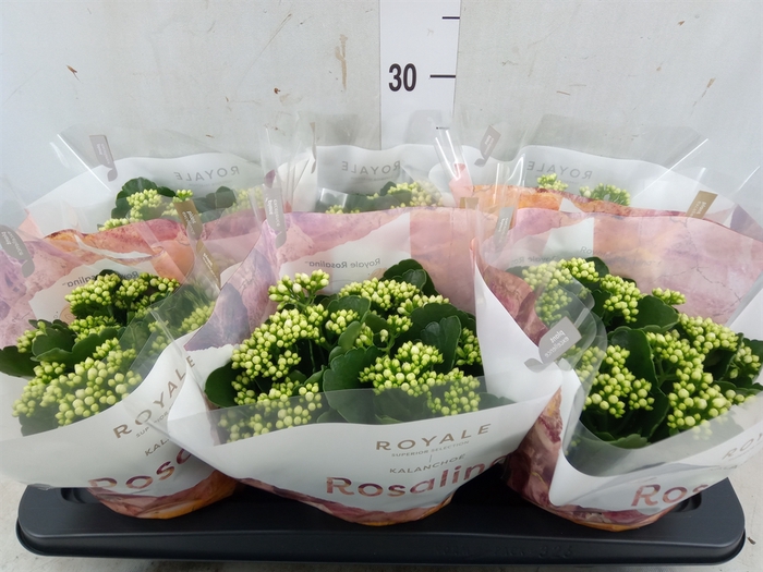 <h4>Kalanchoe blos. 'RosDon Dione'</h4>