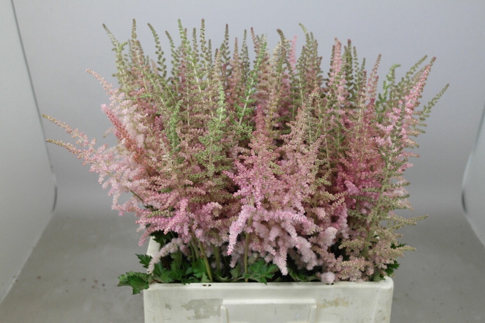 <h4>Astilbe Glitter And Glamour</h4>