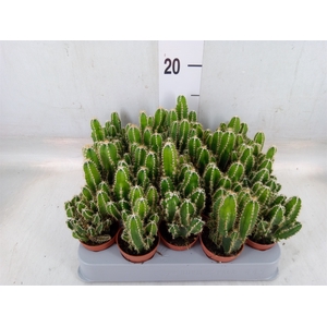 Cereus per. 'Florida'