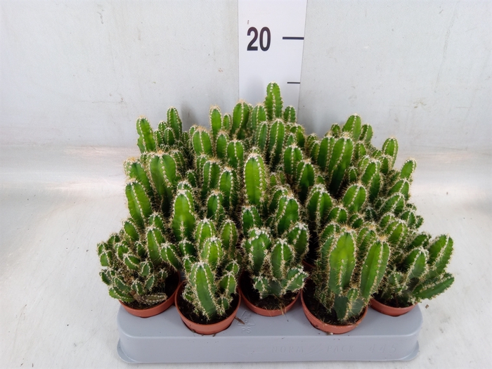<h4>Cereus per. 'Florida'</h4>