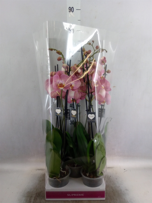 <h4>Phalaenopsis   ...</h4>