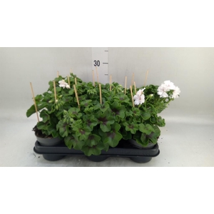 Pelargonium pelt.   ...