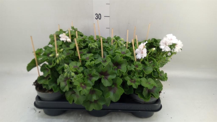 <h4>Pelargonium pelt.   ...</h4>