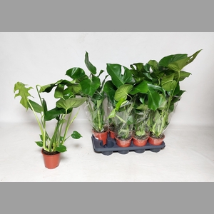 MONSTERA DELICIOSA