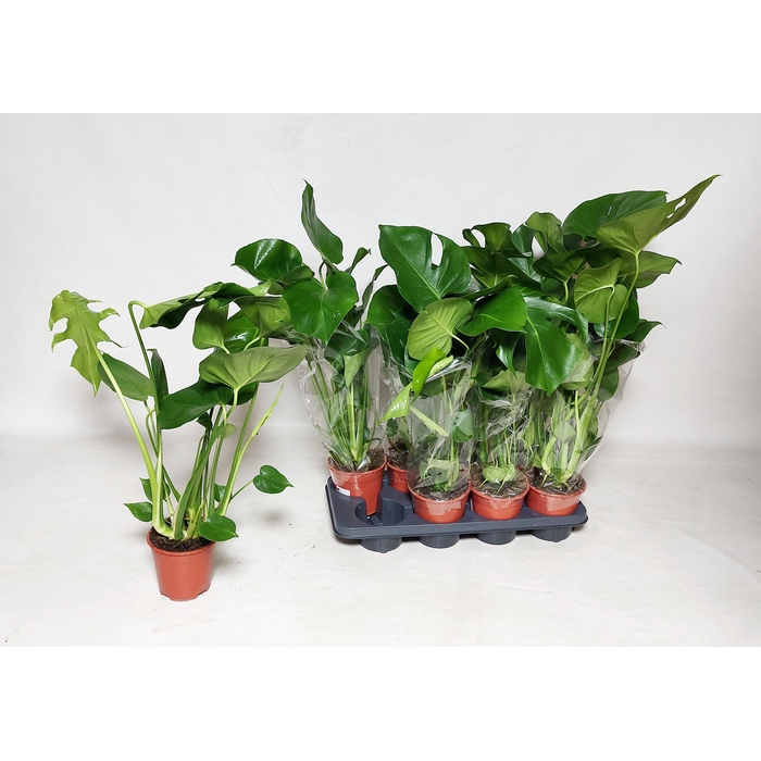 <h4>MONSTERA DELICIOSA</h4>