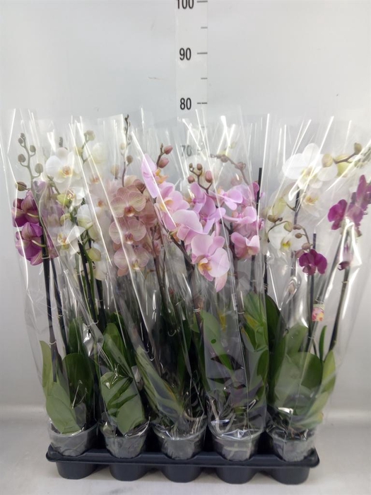 <h4>Phalaenopsis ...mix</h4>
