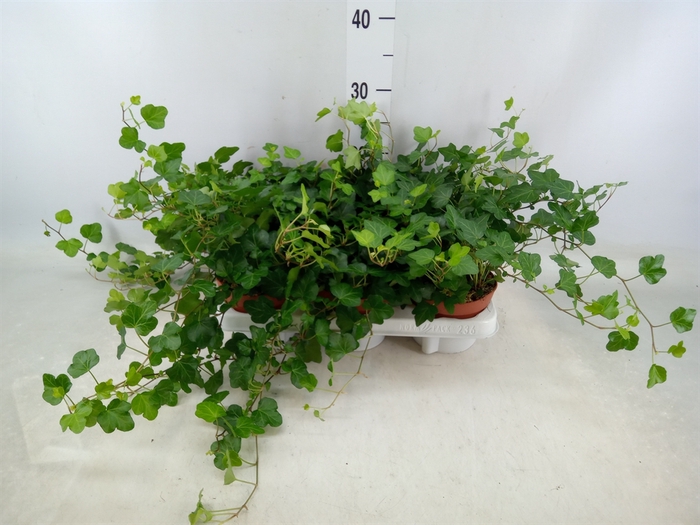 <h4>Hedera helix 'Wonder'</h4>