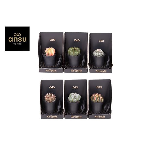 <h4>Xerophyte Collection - Cactus Mix</h4>