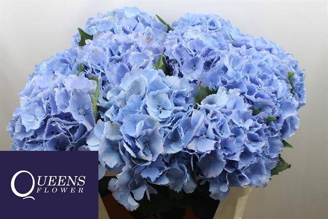 Hydrangea royal symphony blue