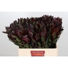 Leucadendron Saf Sunset Dark R.