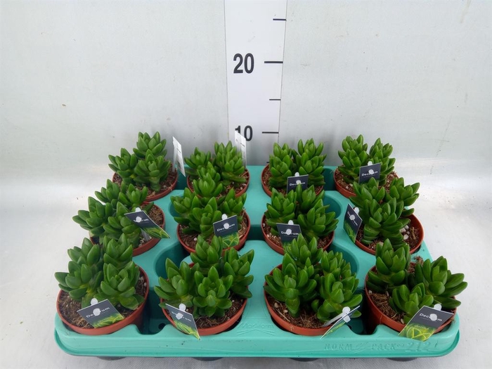 <h4>Crassula   ...</h4>