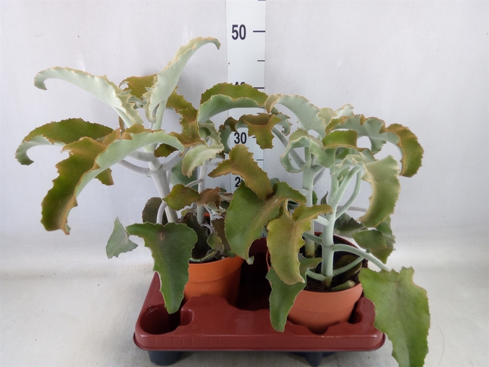 <h4>Kalanchoe NF   ...</h4>