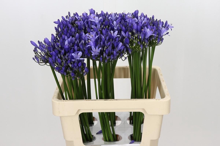 <h4>Agapanthus Uri</h4>
