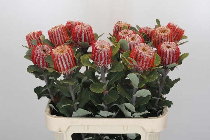 <h4>Banksia Coccinea</h4>