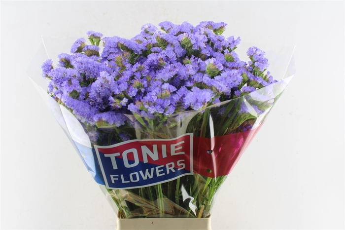 <h4>Lim S Sky Wings</h4>