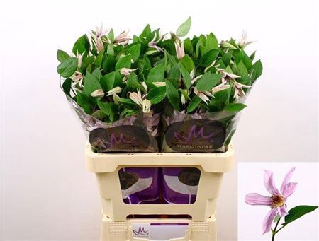 <h4>Clematis Amazing Miami Lila</h4>