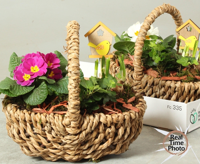 <h4>ARR TUINPLANTEN</h4>