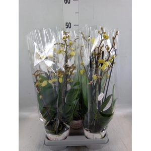 Phalaenopsis  'Manta Similan'