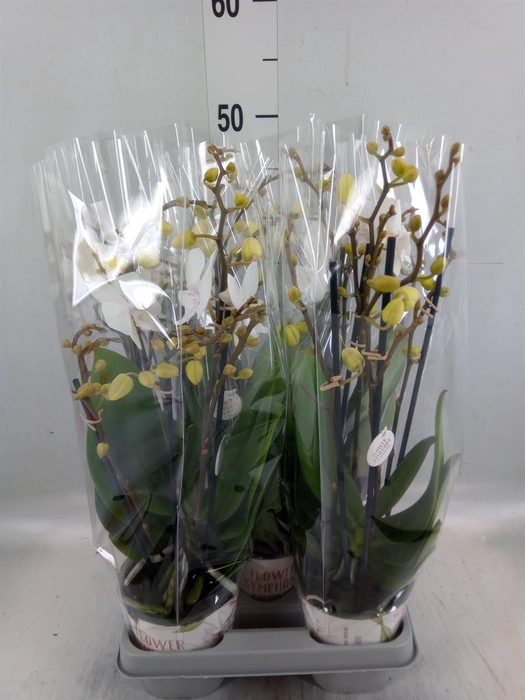 <h4>Phalaenopsis 'Manta Similan'</h4>