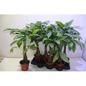 arr8 Pachira Aquatica