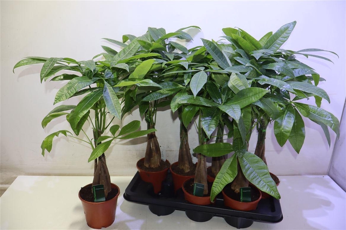 <h4>arr8 Pachira Aquatica</h4>