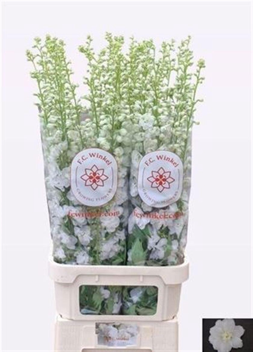 <h4>Delph Du Aurora White</h4>