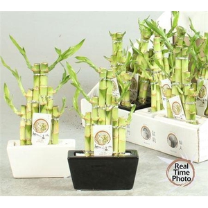 Dra Lucky Bamboo Step Stairs