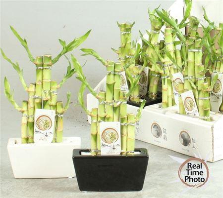 <h4>Dra Lucky Bamboo Step Stairs</h4>