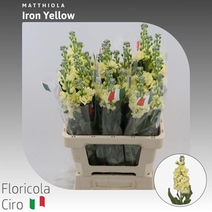 Matthiola Iron Yellow
