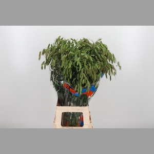 Chasmanthium Latifol