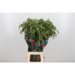 Chasmanthium Latifol