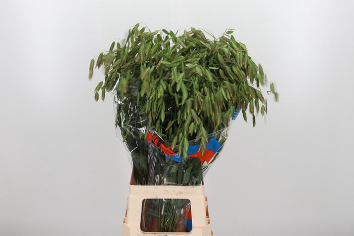 <h4>Chasmanthium Latifol</h4>