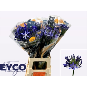 Agap Eyfori Blue