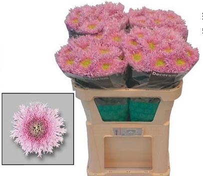 <h4>CHR G ETRUSKO ANGEBOT</h4>