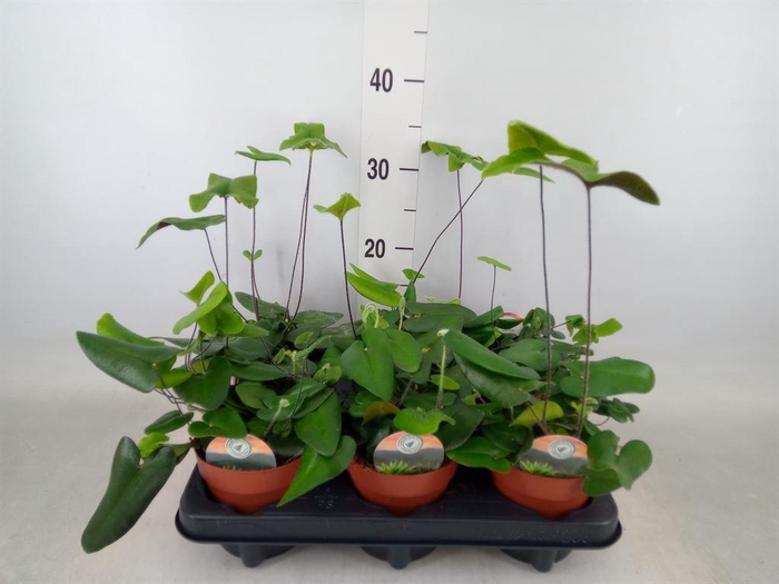 <h4>Hemionitis arifolia</h4>