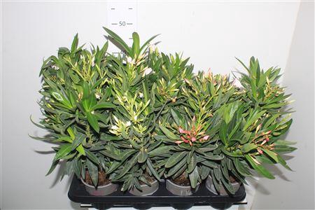 <h4>** Nerium Oleander Mix * Spring Deal *</h4>