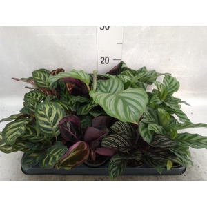 Calathea   ...mix